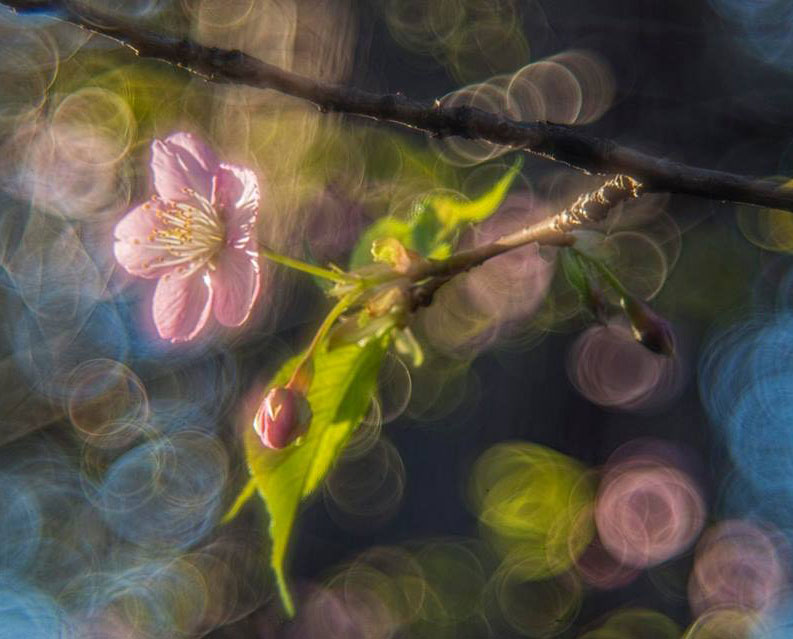 spring blossoms, photo by Toby Marshall | Osho News