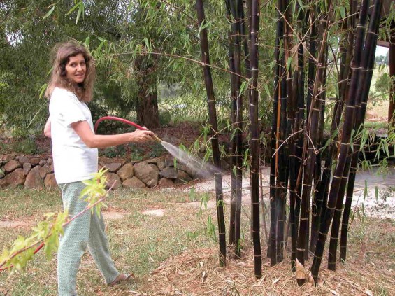 Nura watering bamboos