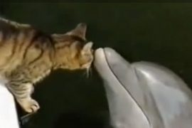 Cat and Dolphin Feat.