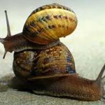 Two Snails