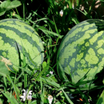 Watermelon Patch