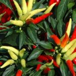 Chillies 2