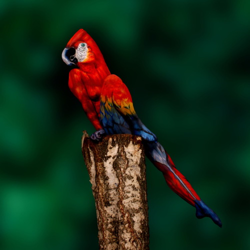Parrot-Female