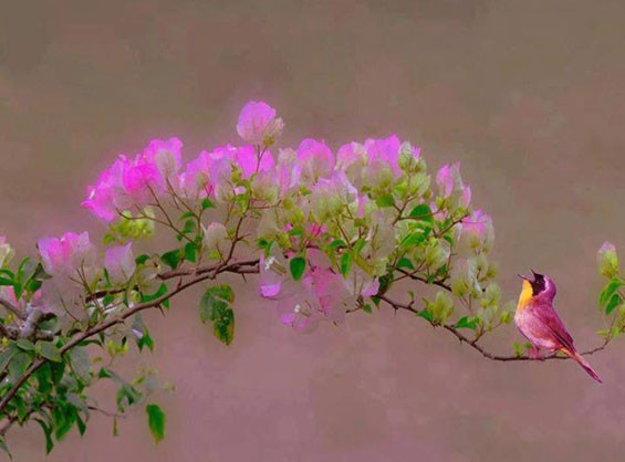 bird singing
