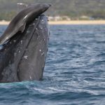 Dolphin and Whale Feat