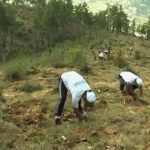 Bhutan tree planting Feat