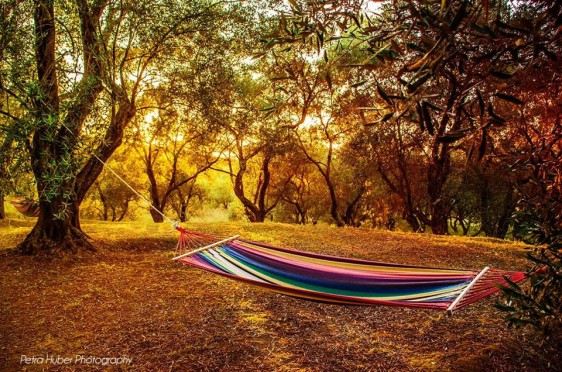 olive grove with hammock cr Petra Huber