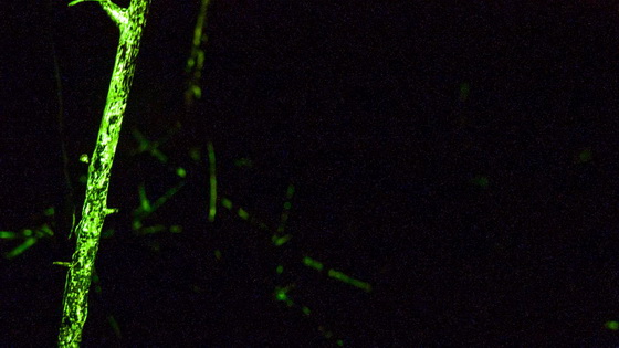 Bioluminescent fungus