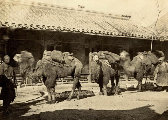 Silk Road Camels