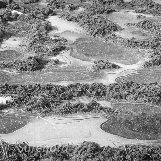 Winter Rice 3