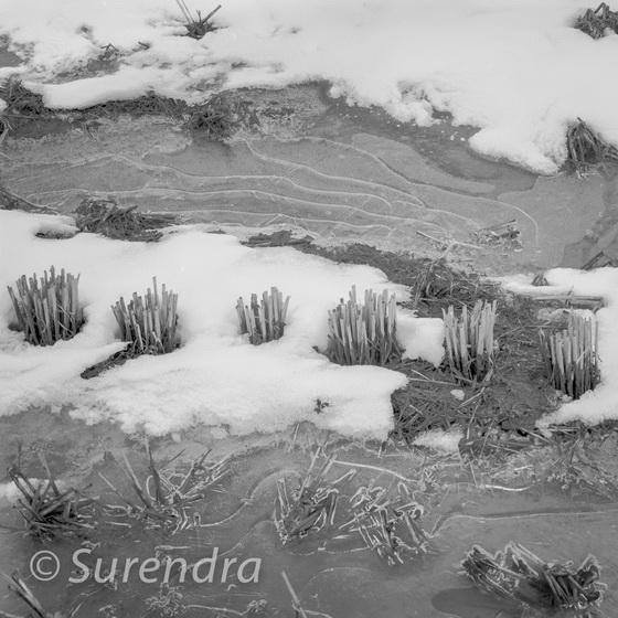 Winter Rice 7