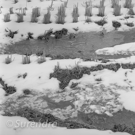 Winter Rice 8
