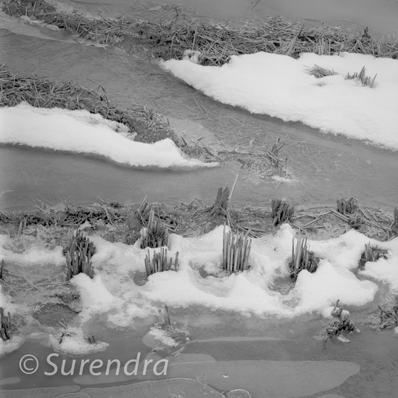 Winter Rice 9