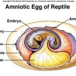 Amniotic egg