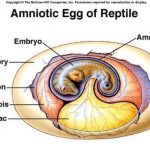 Amniotic egg