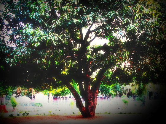 Maulshree Tree Jabalpur