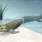 Tiktaalik