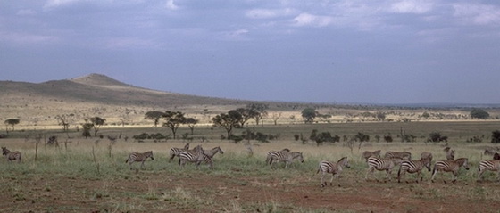 Change in vegetation