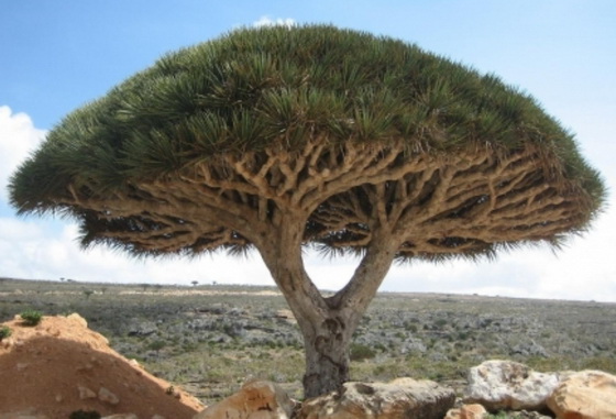 Dragonblood Tree