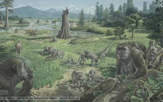 Miocene apes