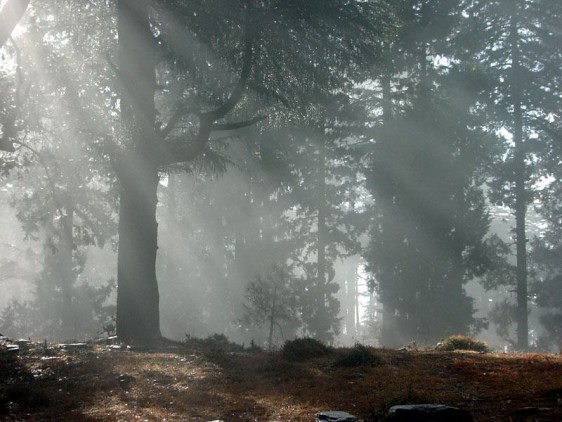 Forest near Almora
