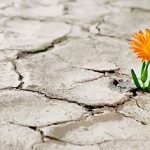 flower growing on dry soil