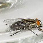 Fly on beer glass