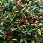 Chilli plant Feat