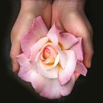 rose in hands