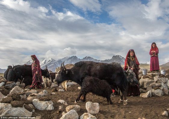 Wakhi nomad women milking yaks. The 12,000 Wakhi people live a simple, relaxed life with their livestock in Afghanistan