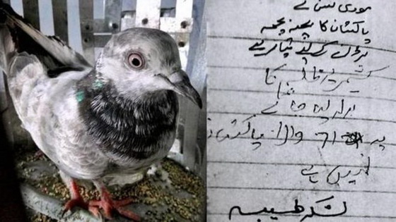 Pakistani pigeon