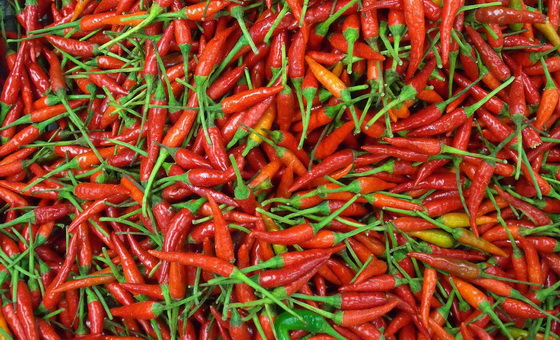 chilli-pepper