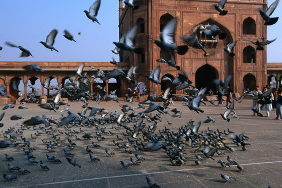 pigeons-delhi