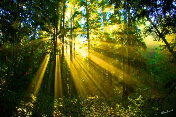 070-bc-rainforest-allanforest-9