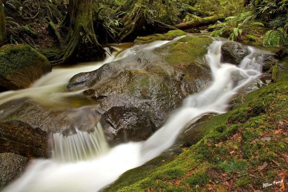 220-bc-rainforest-allanforest-10