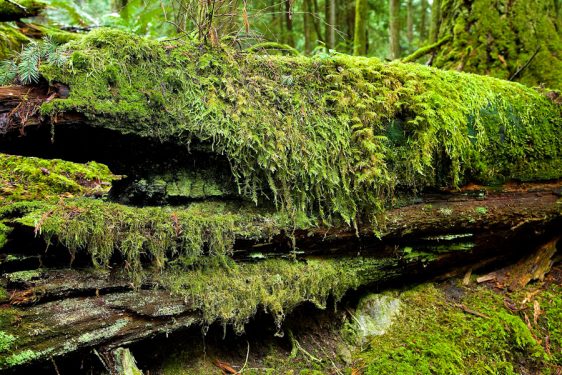 bc-rainforest-allanforest-8