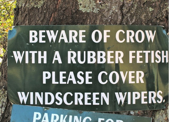 beware-of-crow