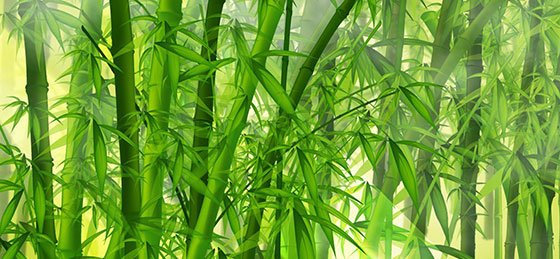 bamboo forest