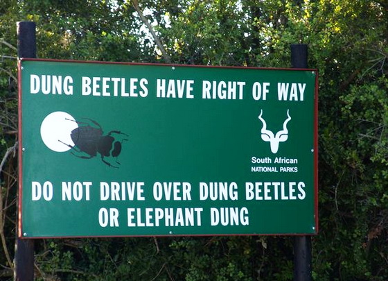 dung-beetles