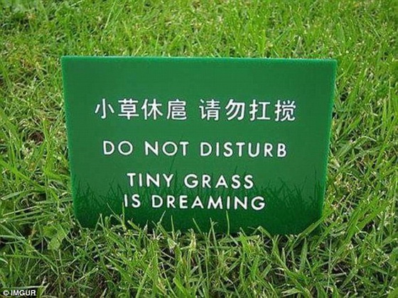 grass-dreaming