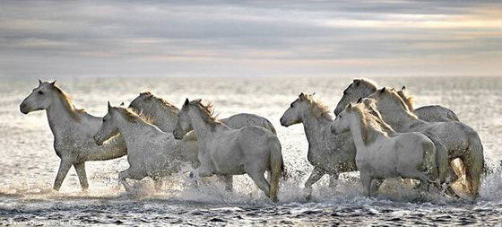 white-horses