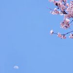 Cherry blossoms and moon