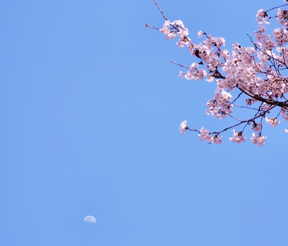 Cherry blossoms and moon