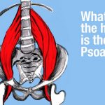 psoas-front