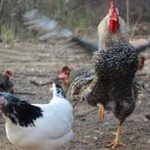 Rooster chasing chicken