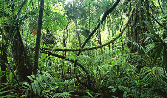 jungle