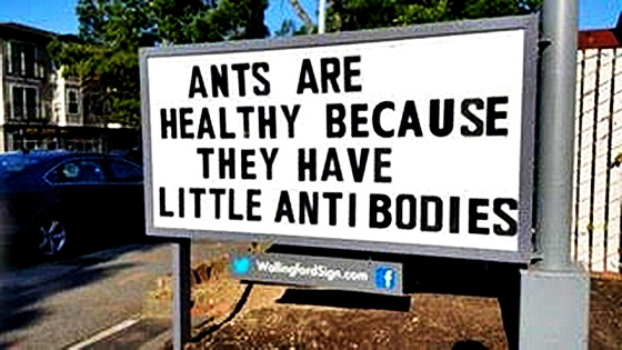 Ants