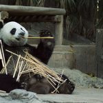 Reclining panda