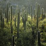 Saguaro National Park 3