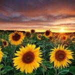 sunflowers with sunset